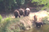 Sullia: Elephant herd on Payaswini banks panic locals
